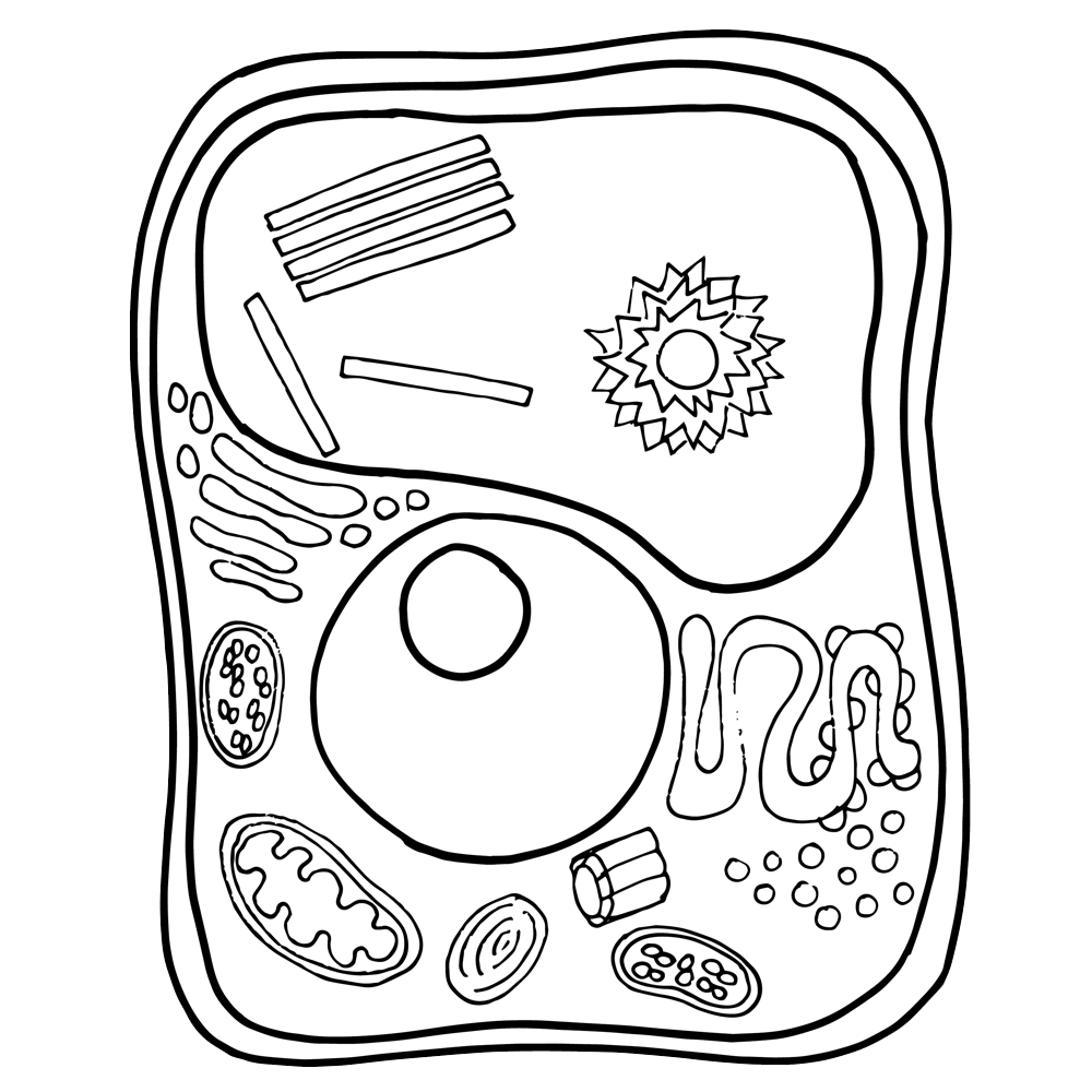 Cells clipart plant cell. Homeschool