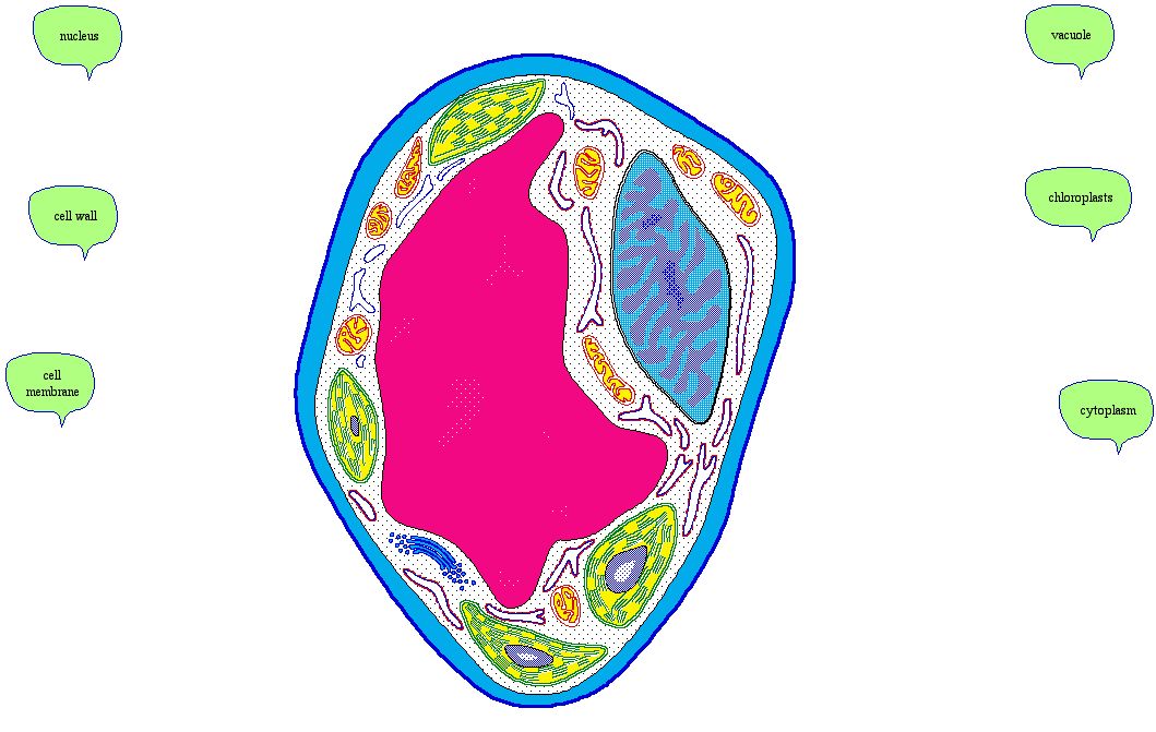 cell clipart plant cell