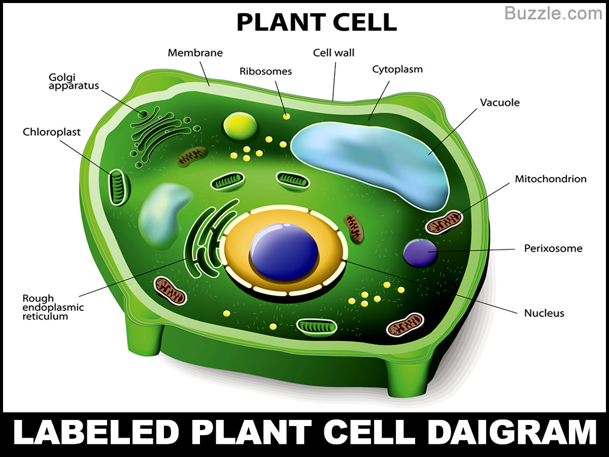 cells clipart cell diagram