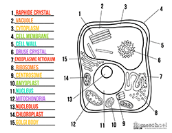 Homeschool . Cells clipart plant cell