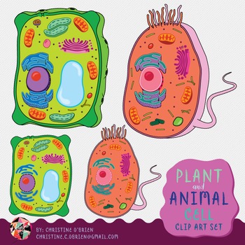 And animal clip art. Cells clipart plant cell