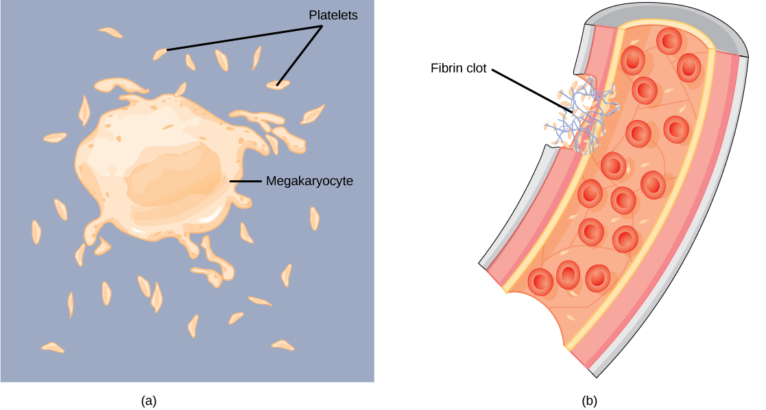 Biology animal structure and. Cell clipart platelet