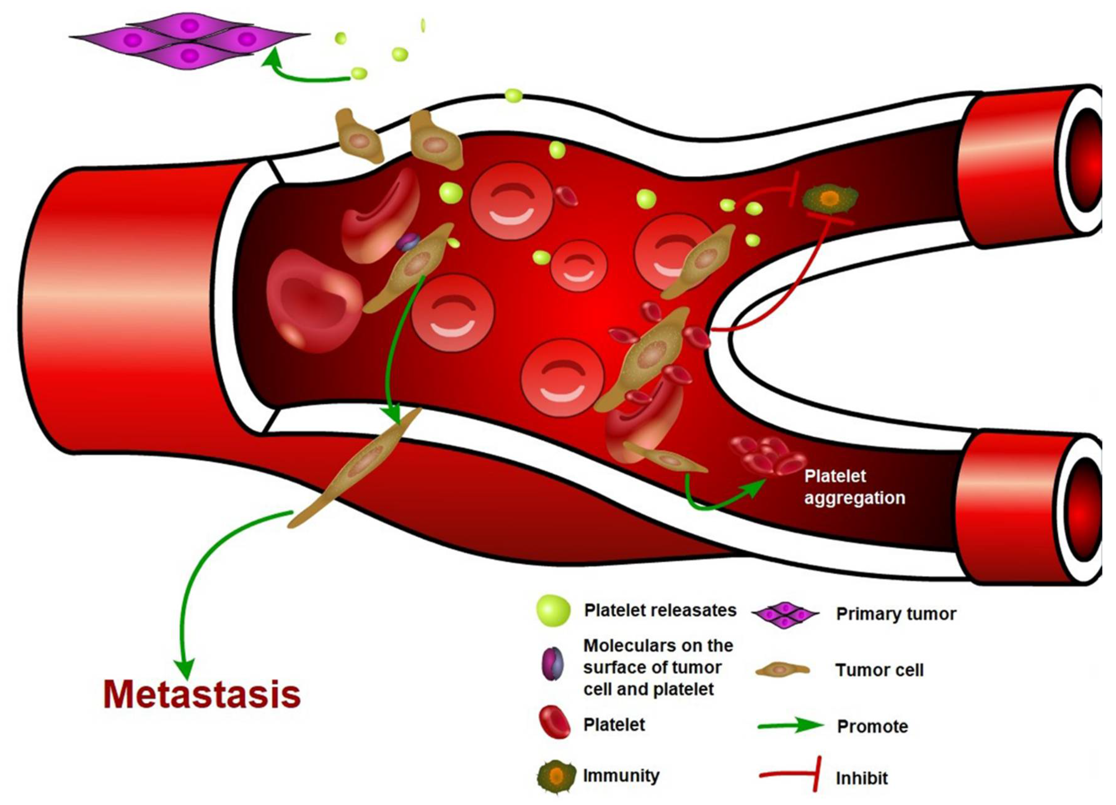 cells clipart platelet