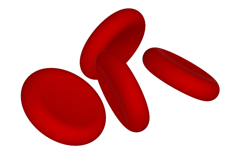 Feline anemia low cells. Cell clipart red blood cell