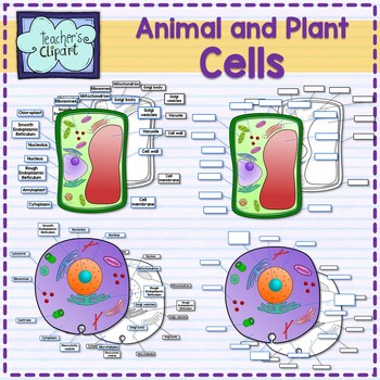 Cells clipart plant cell. And animal organelles tissues