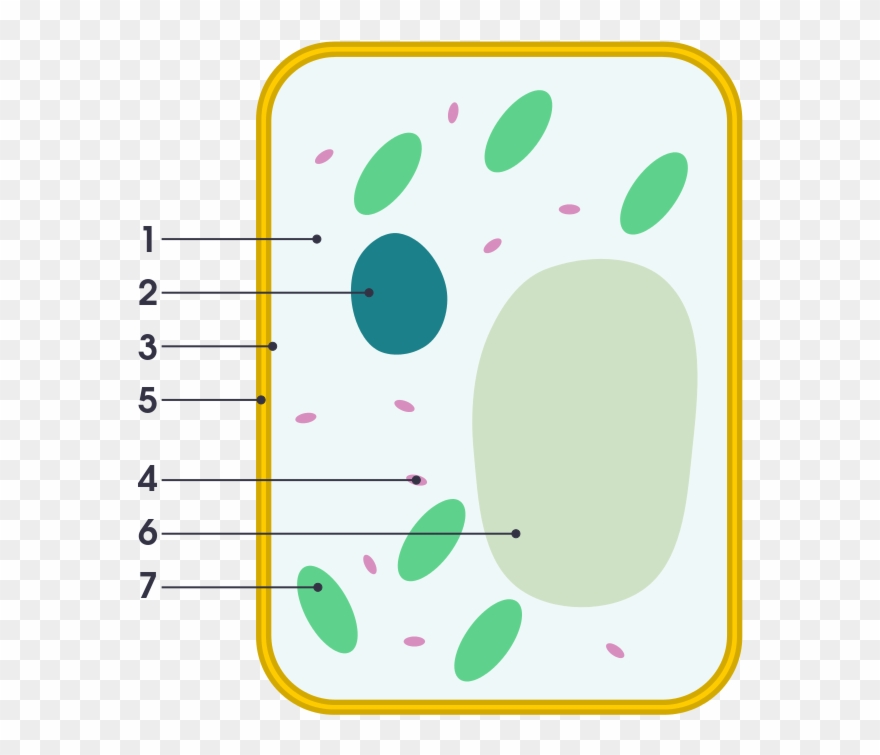Cell clipart simple. Diagram of plant vs