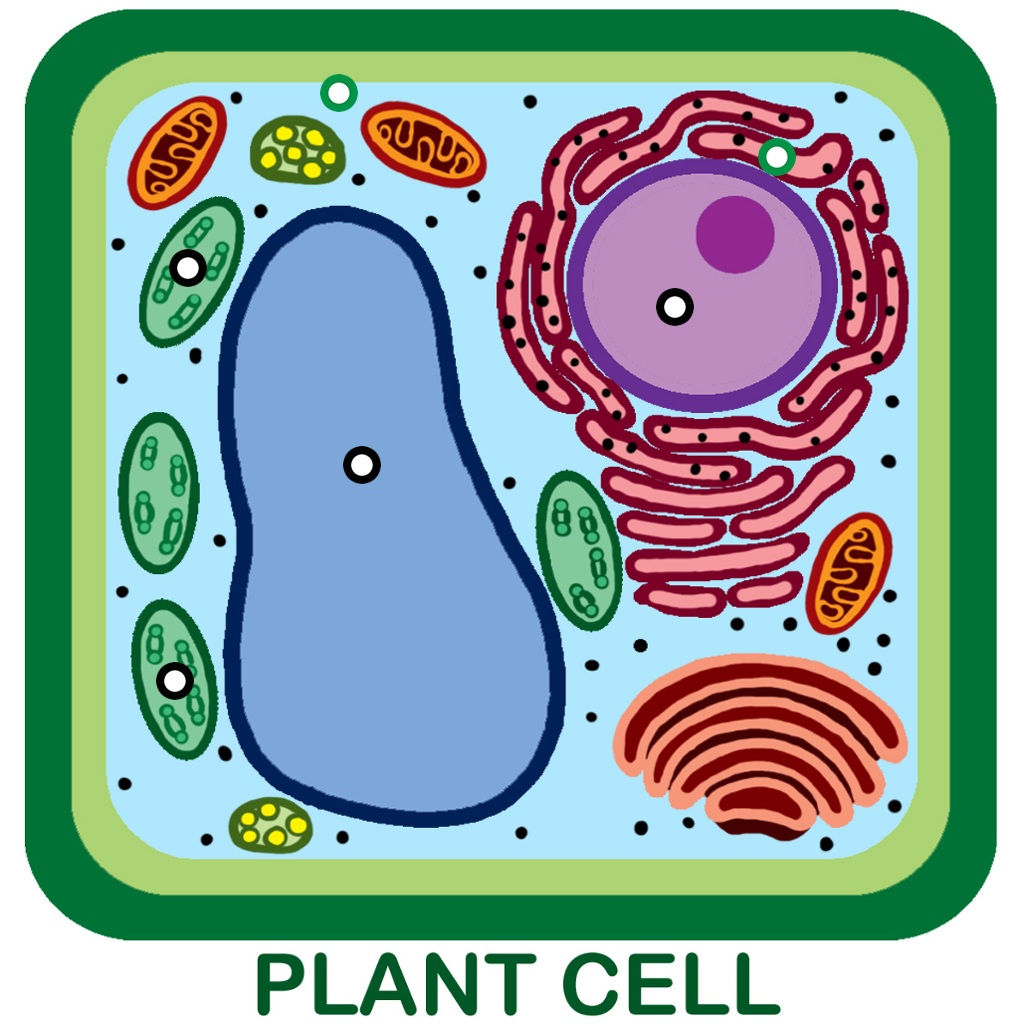 Cell clipart simple. Plant clip art library