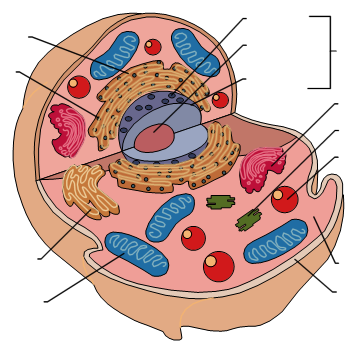 cells clipart unlabeled