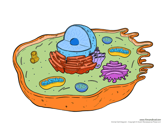 Printable animal cell diagram. Cells clipart labelled