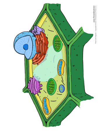 cells clipart unlabeled
