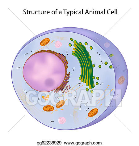 cell clipart vector