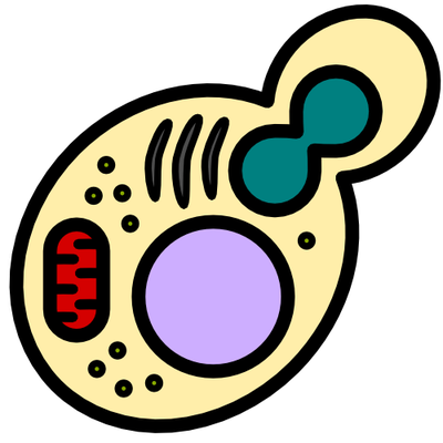 cells clipart yeast