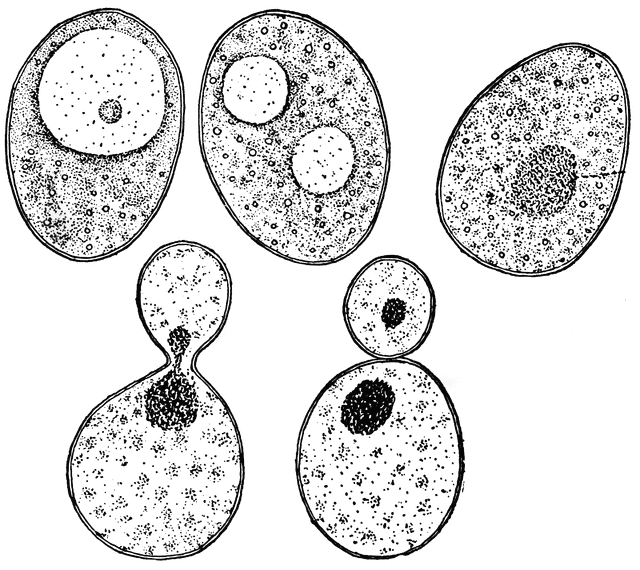 cell clipart yeast