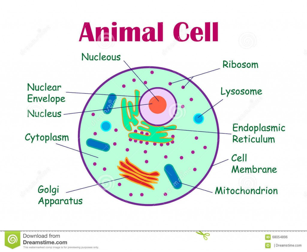 cells clipart animal