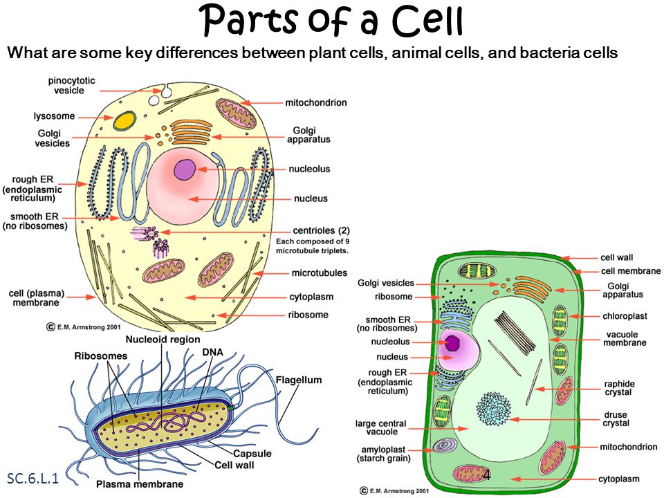 cells clipart bacterial cell