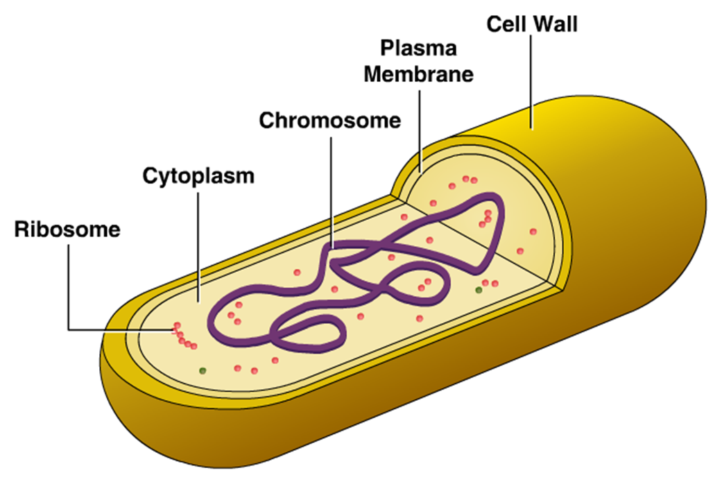 cells clipart bacterial cell