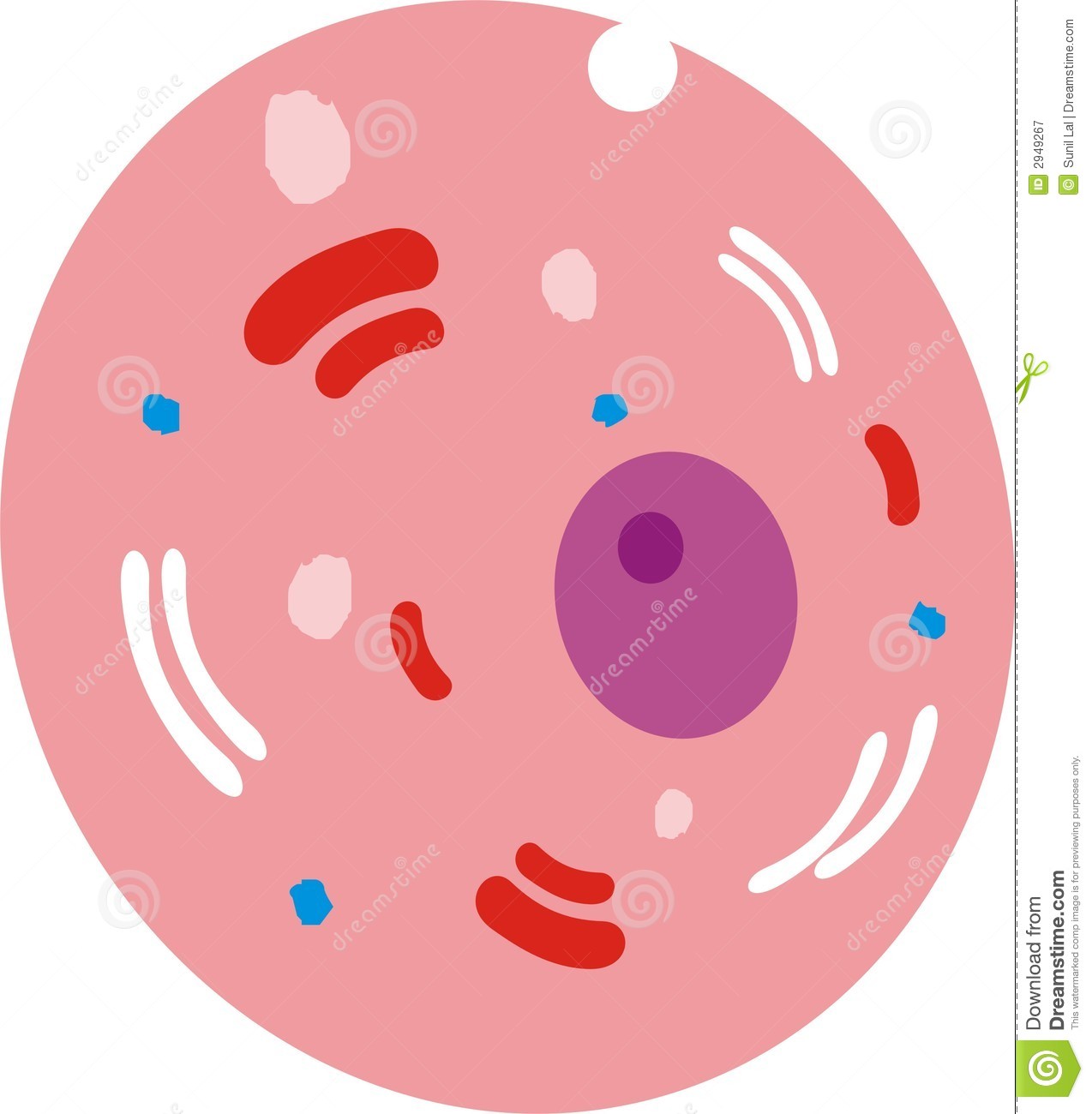 cells clipart body cell