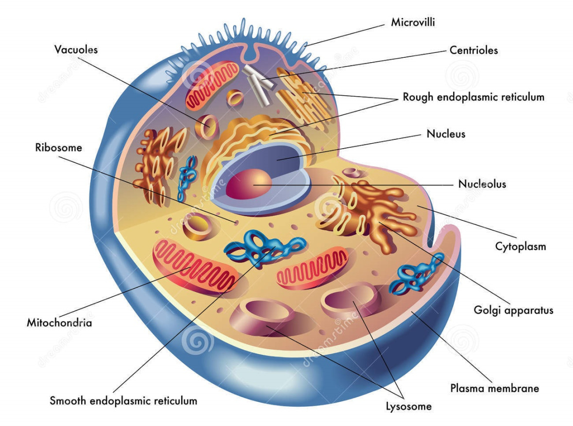 cells clipart body cell