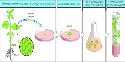 cells clipart cell culture