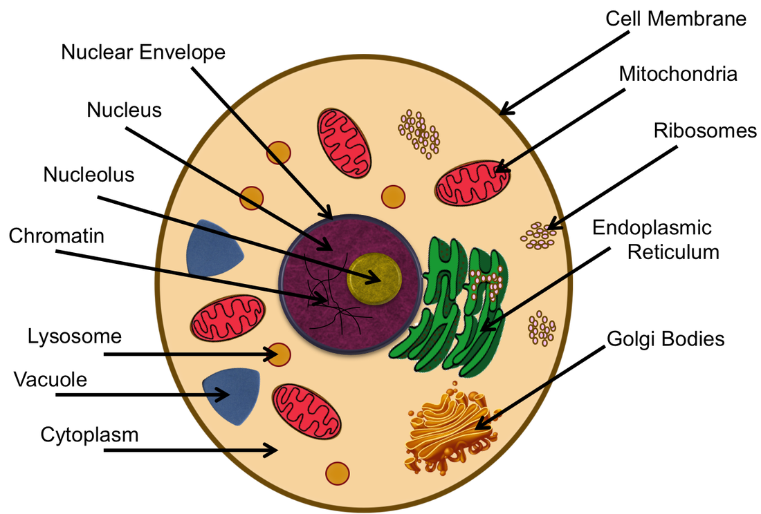 cells clipart cell diagram