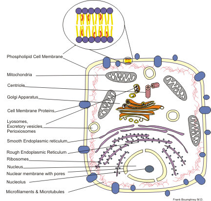 cells clipart cell structure