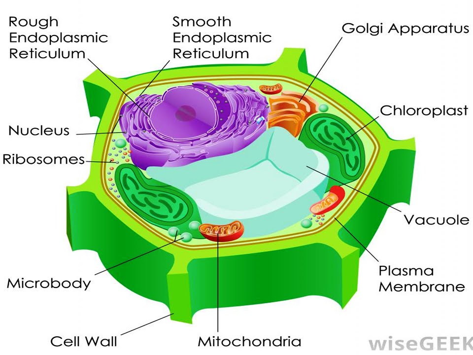 cells clipart cell structure