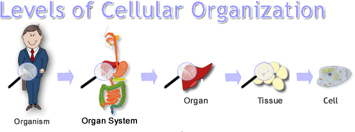cells clipart cell theory