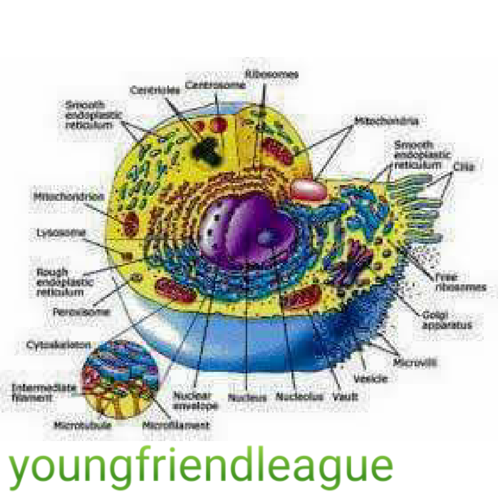 Three parts of modern. Cells clipart cell theory