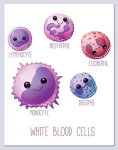 Cells clipart cute. Monocyte white blood wall