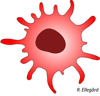 cells clipart dendritic cell