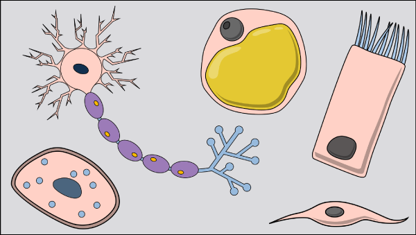 cells clipart epithelial cell