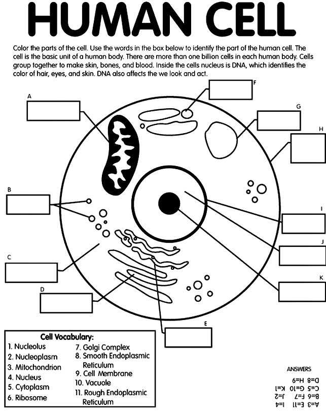 Cell coloring and labeling. Cells clipart human