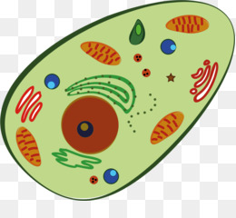 Cells clipart human. Cell homo sapiens body