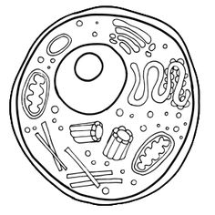 Worksheet coloring page science. Cell clipart human