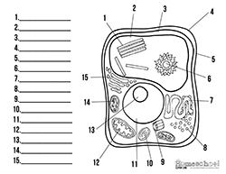 Cell labeling worksheet incep. Cells clipart labelled