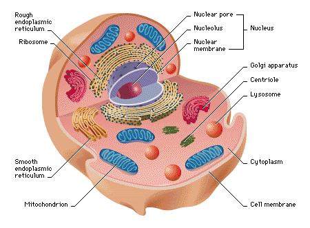 Free animal cell cliparts. Cells clipart labelled