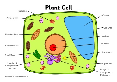 Label the plant cell. Cells clipart labelled