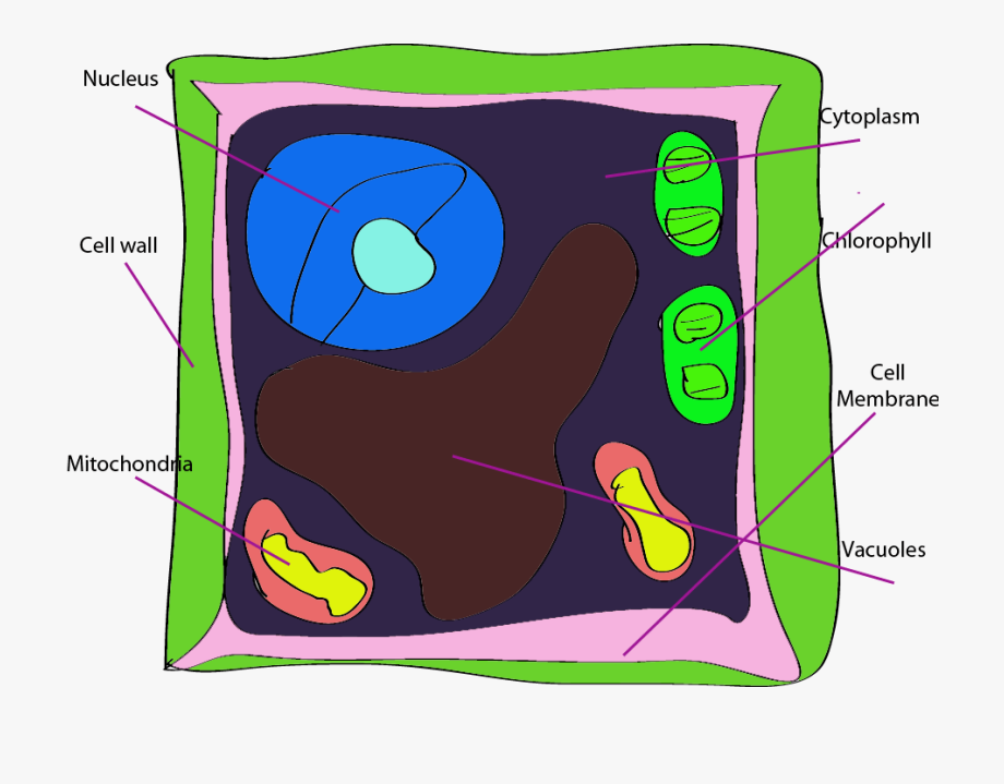 Unlabeled plant cell labeled. Cells clipart labelled