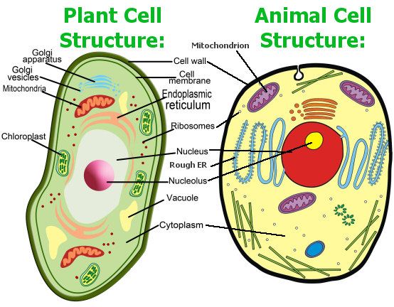 Cells clipart labelled. Animal cell model diagram