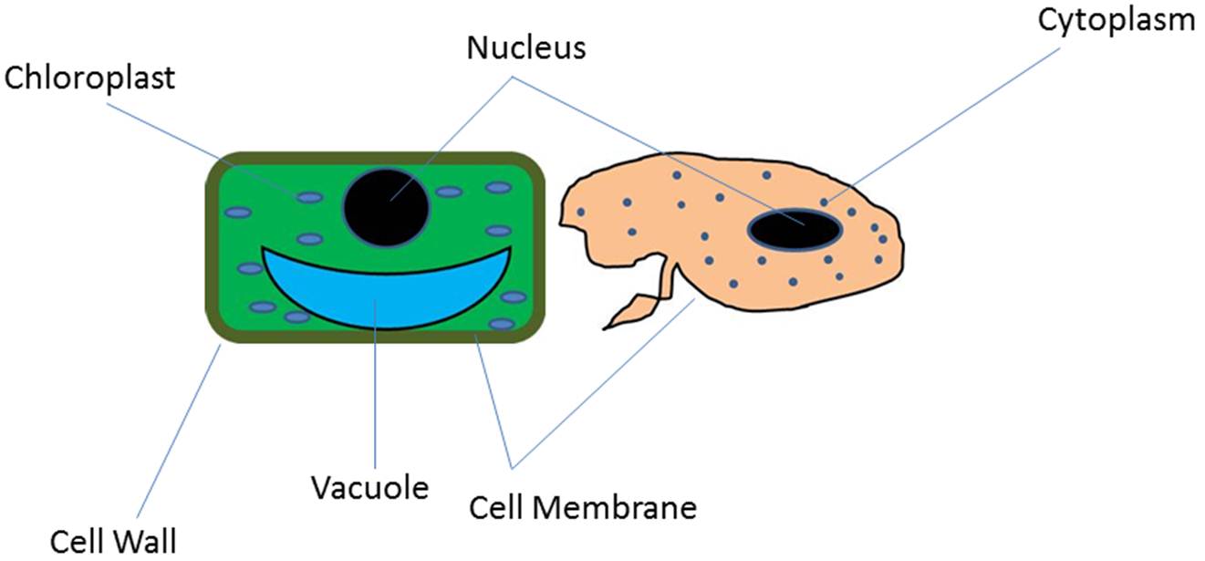 cells clipart organism