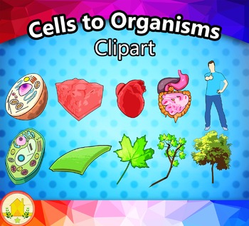 cells clipart organism
