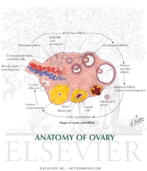 cells clipart ovary