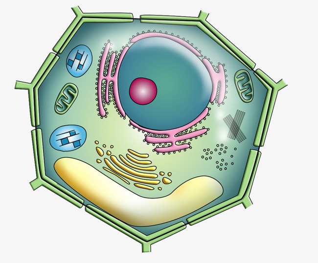Color nuclear structure cytoplasm. Cells clipart plant cell