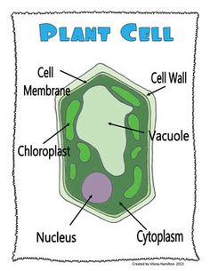 Cells clipart plant cell. Animal powerpoint presentation compares