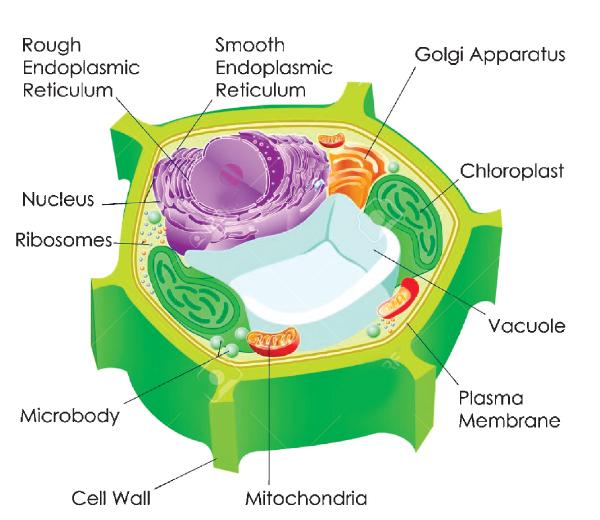 Biology chloroplasts sunday observer. Cells clipart plant cell