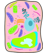 Cells clipart plant cell. Free clip art pictures