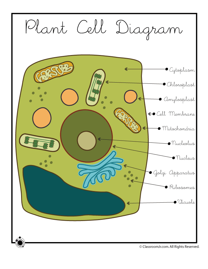 cells clipart printable