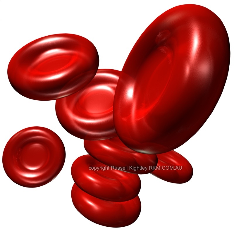 cells clipart red blood cell