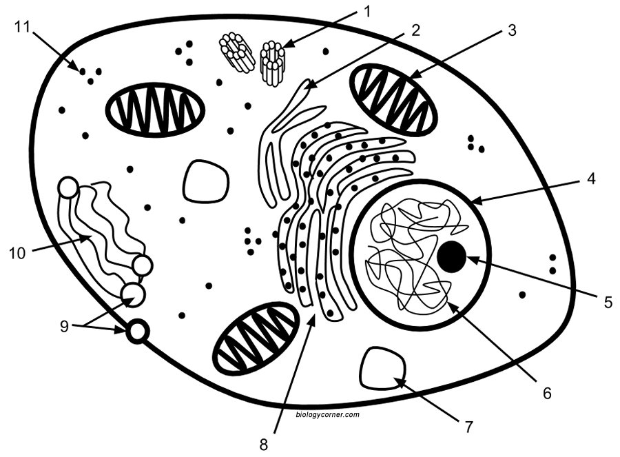 cells clipart simple