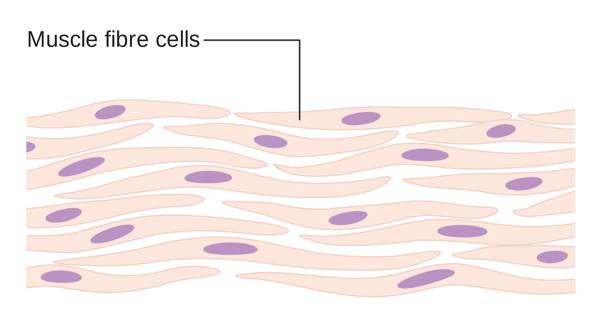 cells clipart svg